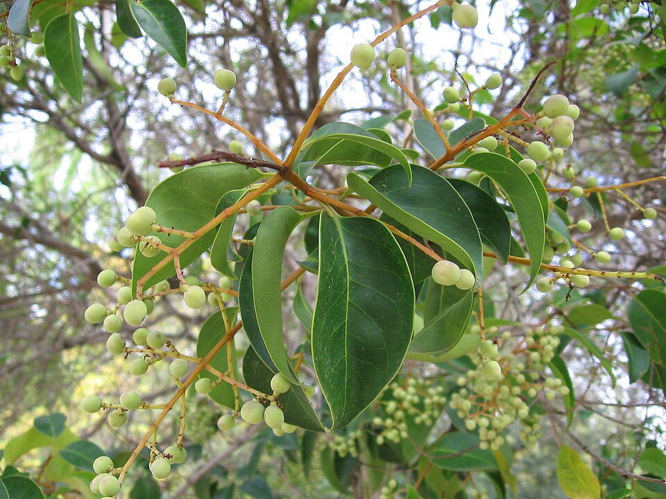 Ligustrum japonicum (Waxleaf Privet) (alternate view 11)
