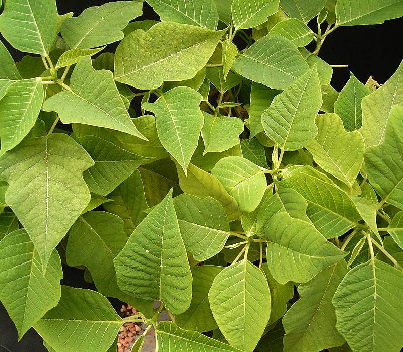 Euphorbia pulcherrima (Poinsettia) (alternate view 5)