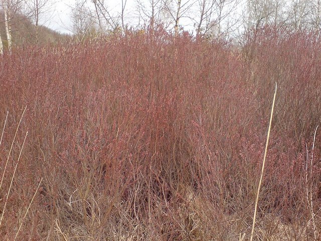 Myrica gale (Sweetgale) (alternate view 14)