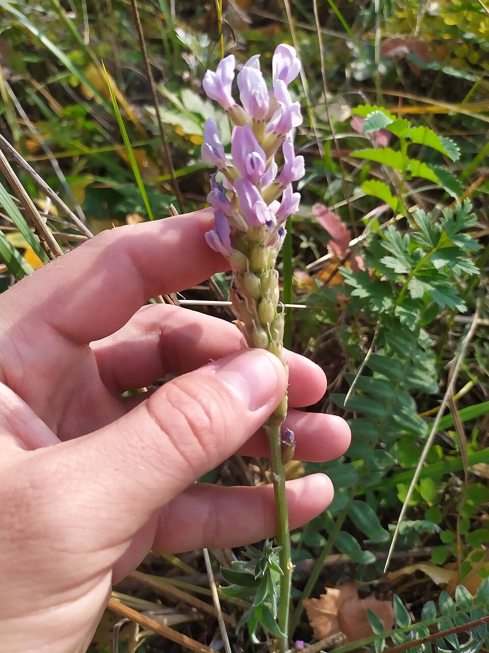 Oxytropis (Locoweed) (alternate view 2)