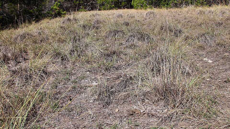 Muhlenbergia lindheimeri (Lindheimer's Muhly) (alternate view 5)