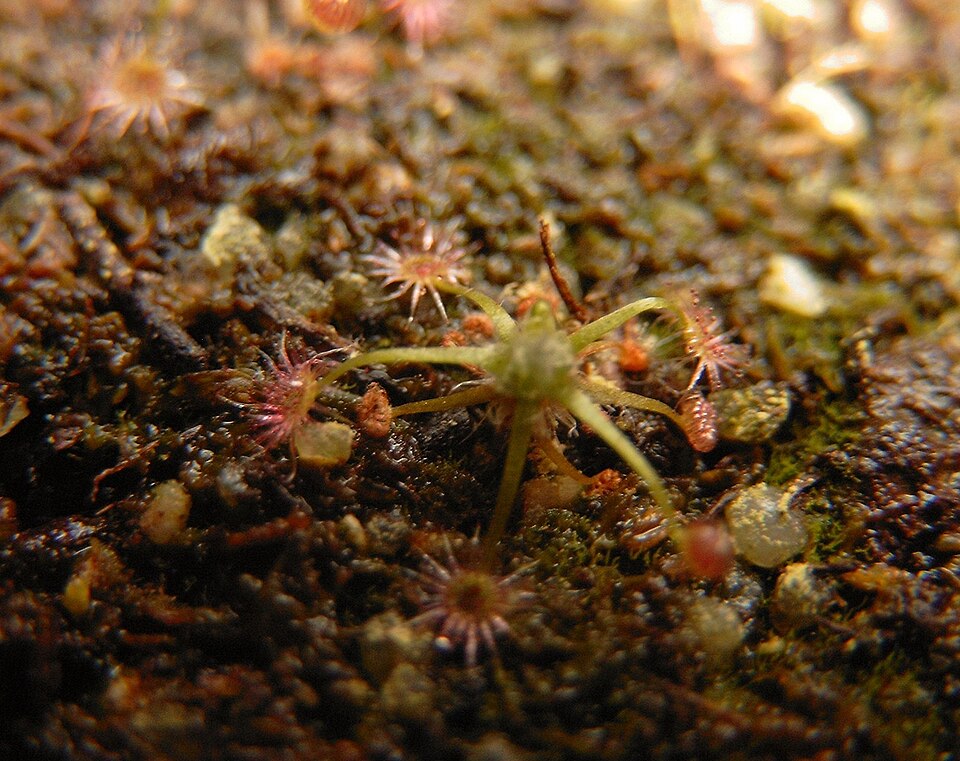 Drosera pygmaea (pygmy sundew)