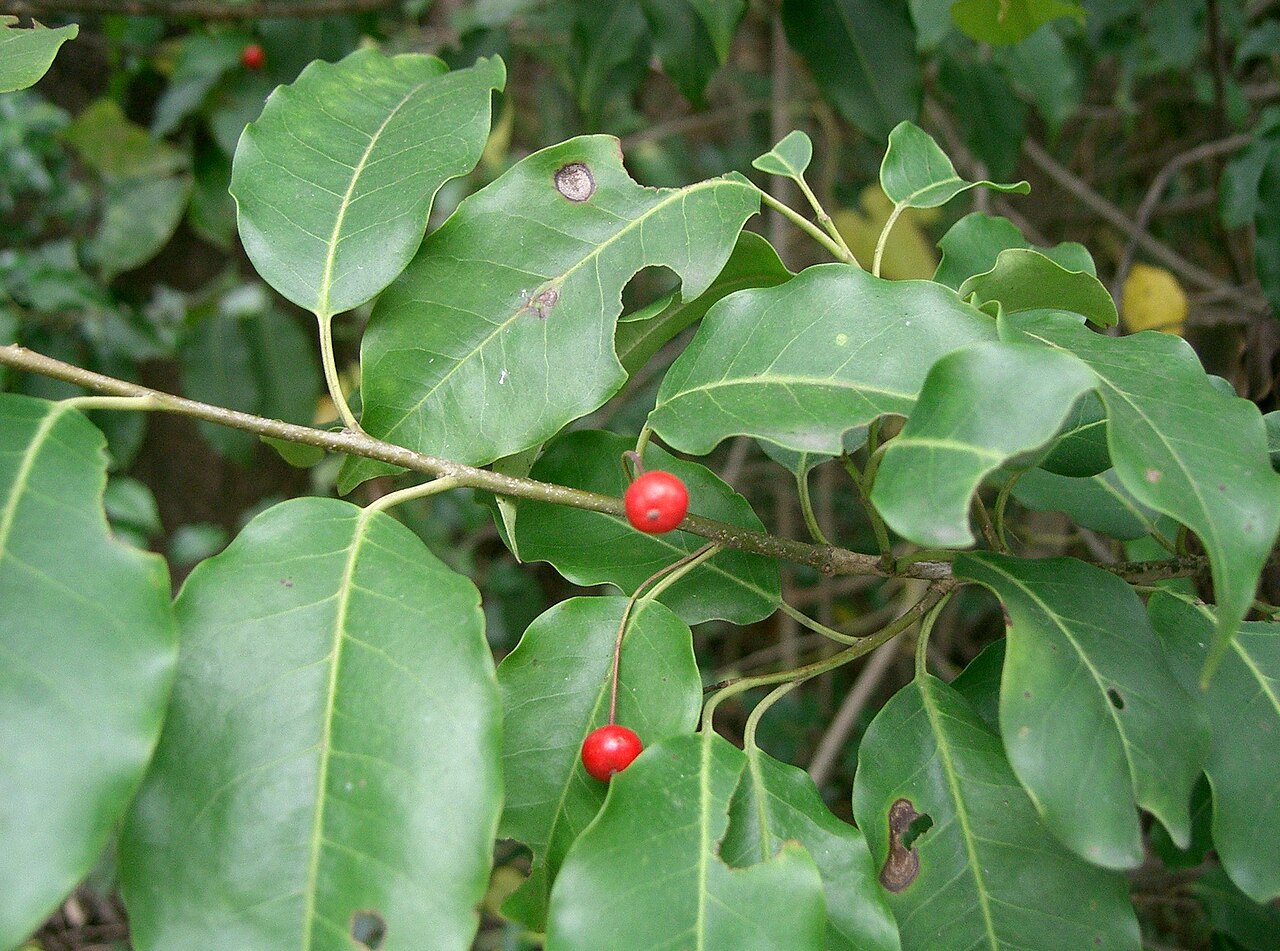 Ilex pedunculosa, Longstalk holly — upright evergreen (Aquifoliaceae) (image 4 of 10)