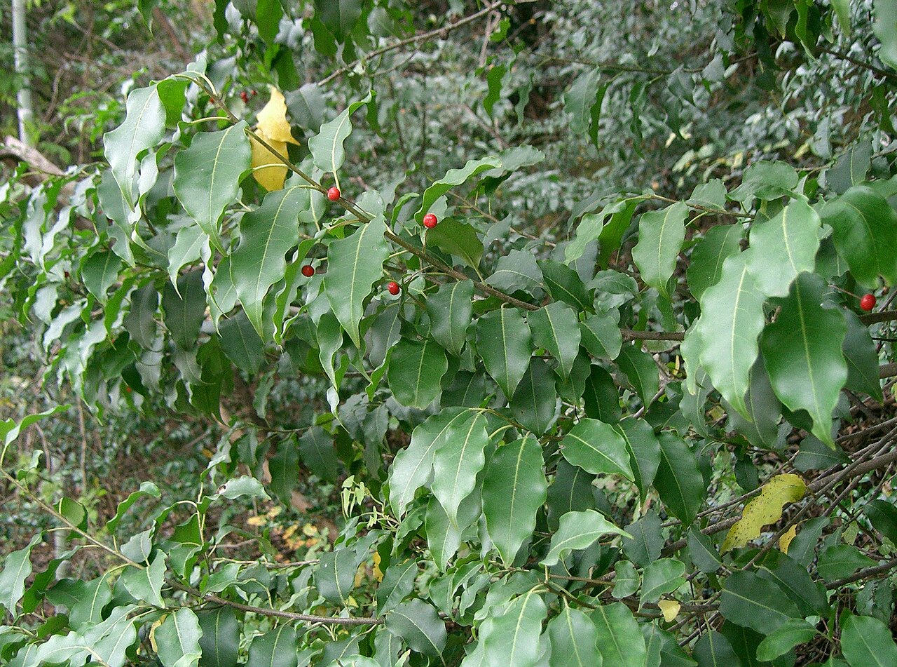 Ilex pedunculosa, Longstalk holly — upright evergreen (Aquifoliaceae) (image 5 of 10)