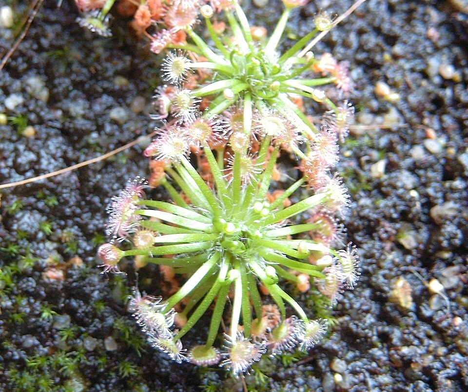 Drosera pygmaea (pygmy sundew) (alternate view 2)