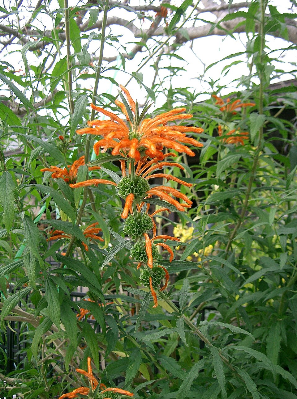 Leonotis leonurus (lion's tail) (alternate view 7)