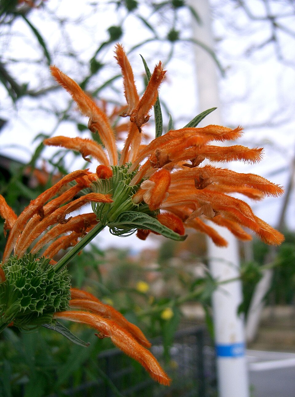 Leonotis leonurus (lion's tail) (alternate view 8)
