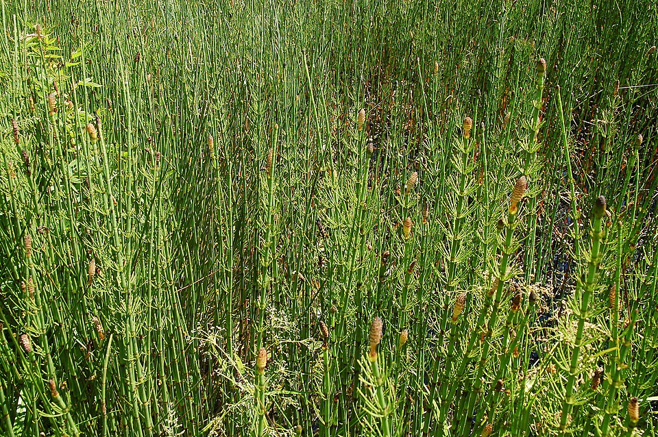 Equisetum fluviatile (water horsetail)