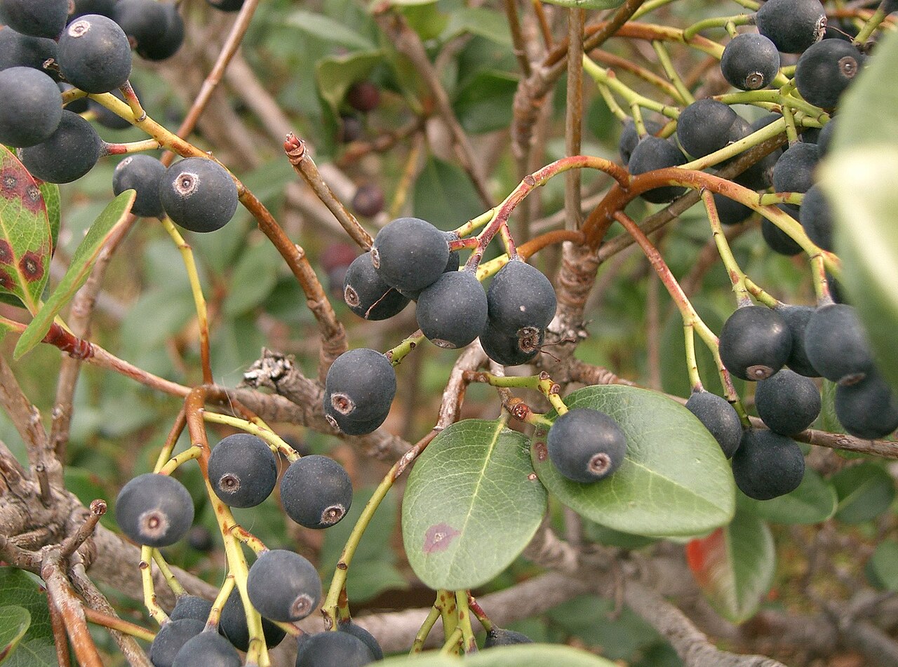 Rhaphiolepis umbellata, Yeddo hawthorn — mounding evergreen (Rosaceae) (image 3 of 10)