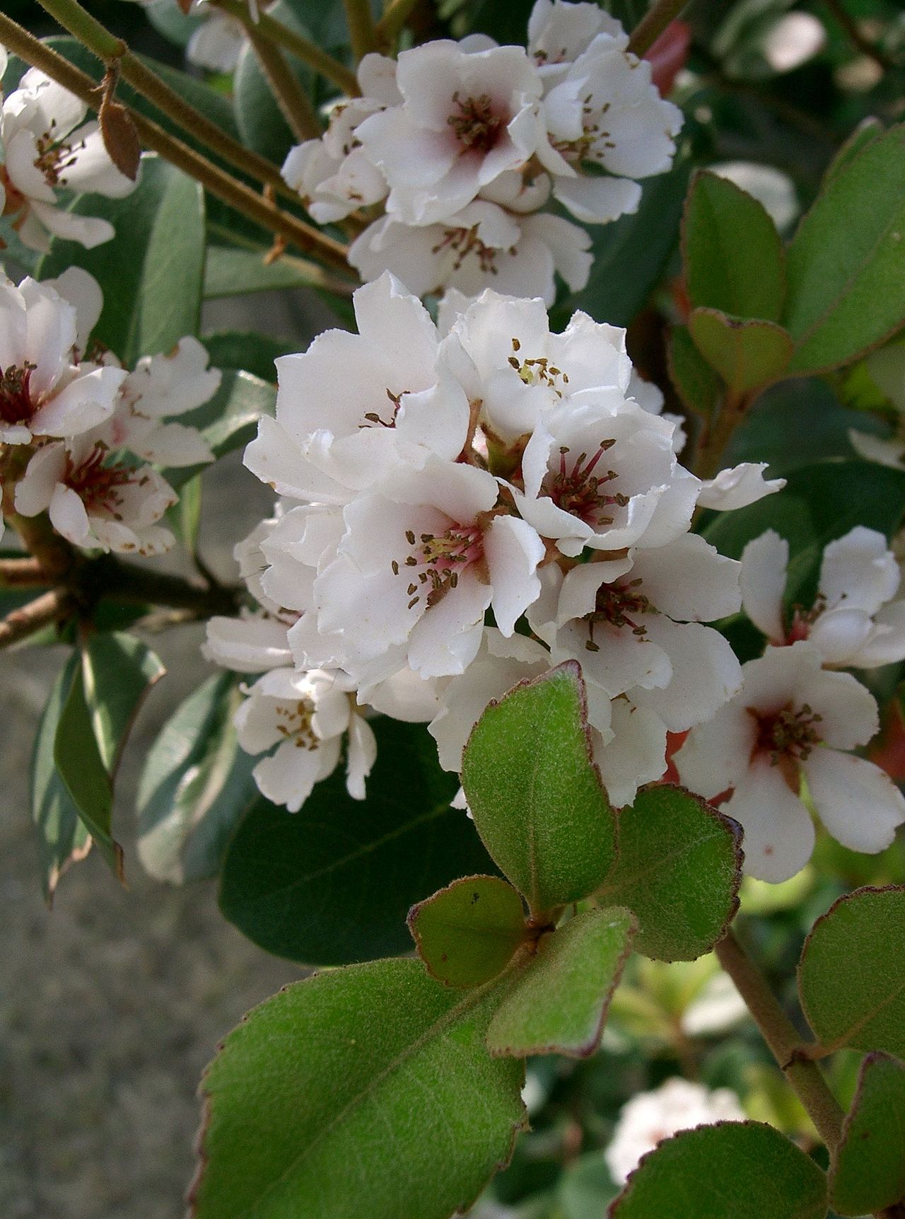 Rhaphiolepis umbellata, Yeddo hawthorn — mounding evergreen (Rosaceae) (image 4 of 10)