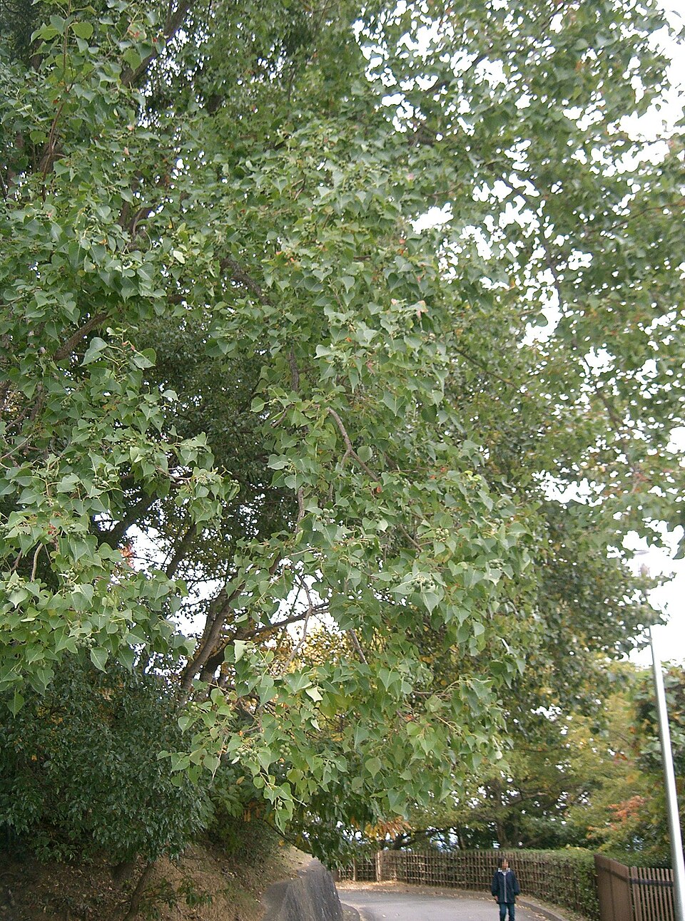 Triadica sebifera (Chinese Tallow)