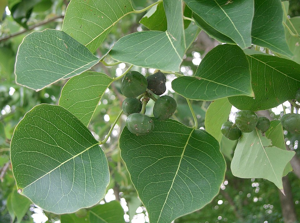 Triadica sebifera (Chinese Tallow)