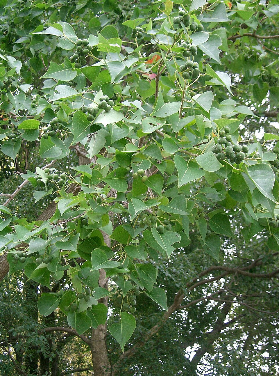 Triadica sebifera (Chinese Tallow)