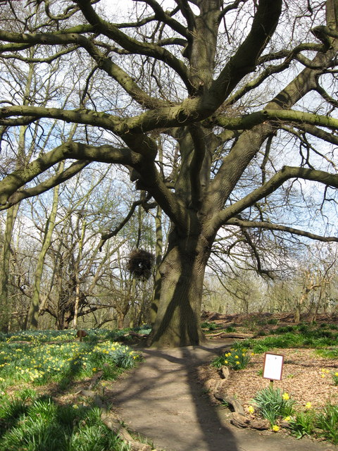 Quercus cerris (Turkey Oak)