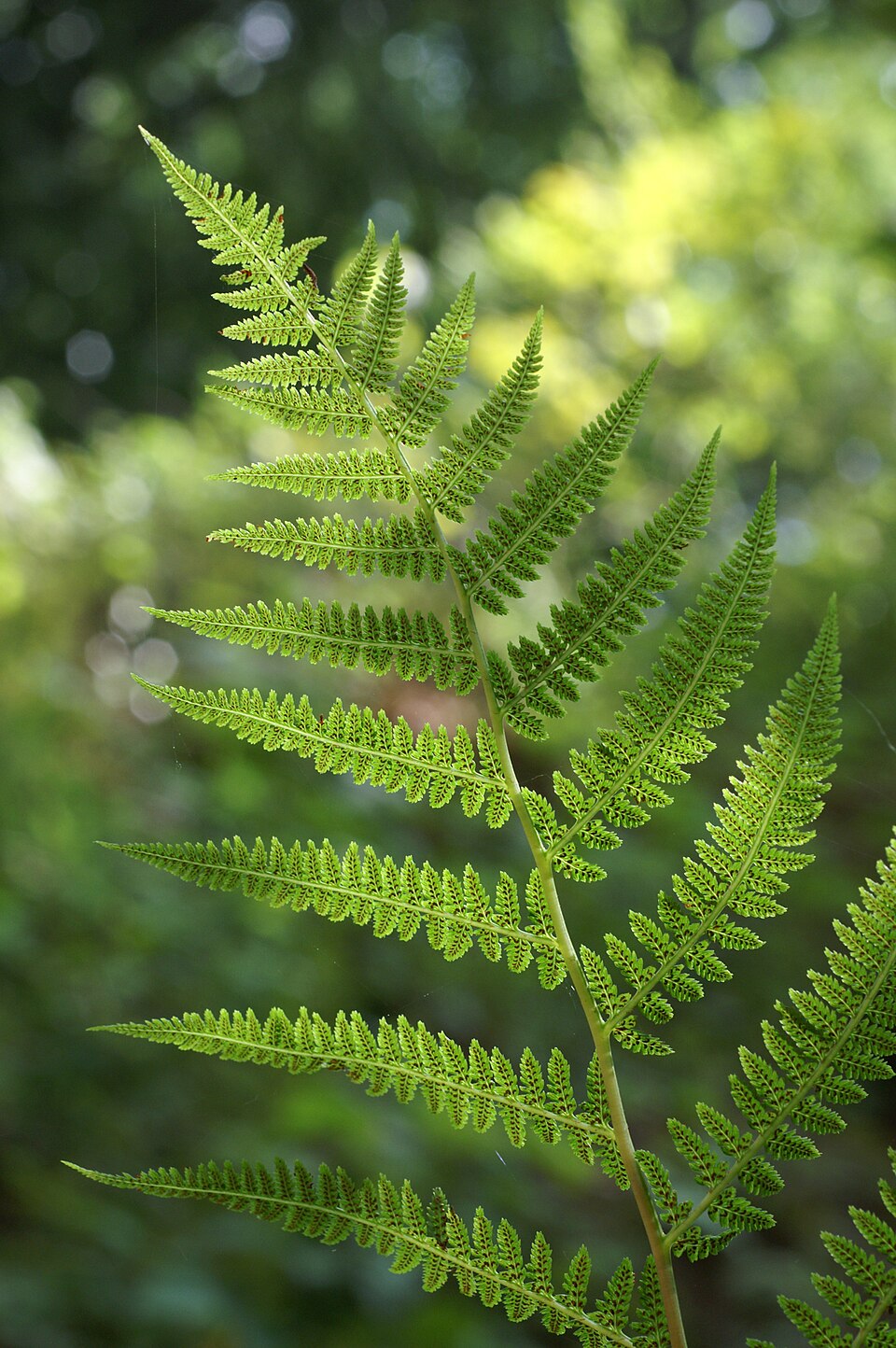 Athyrium filix-femina (lady fern) (alternate view 6)