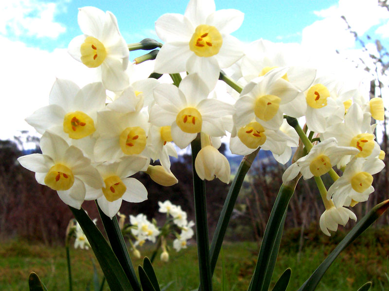 Narcissus tazetta, Paperwhite narcissus — clumping (Amaryllidaceae) (image 2 of 10)