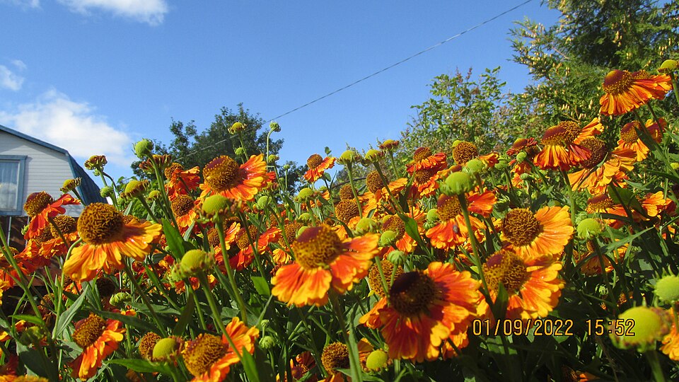Helenium (sneezeweeds)