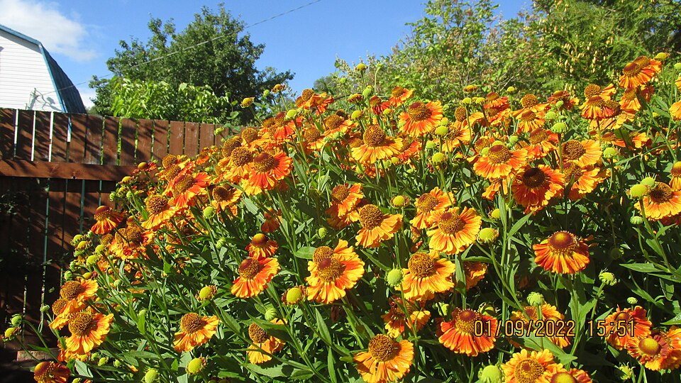 Helenium (sneezeweeds) (alternate view 2)