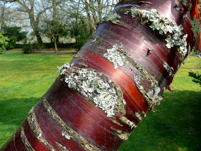 Prunus serrula, Tibetan cherry — spreading deciduous (Rosaceae) (image 9 of 10)