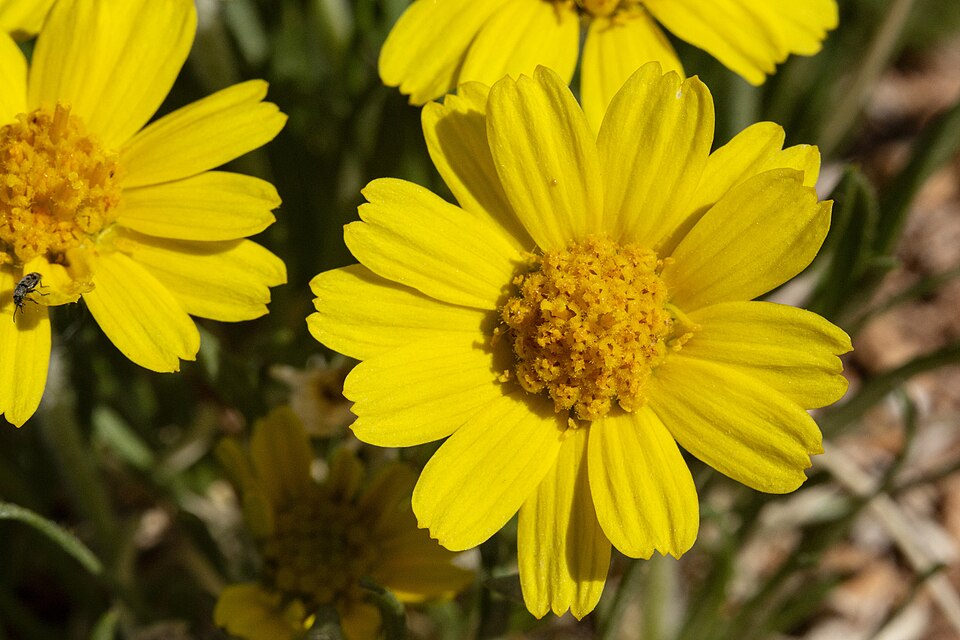 Tetraneuris (Four-nerved Daisies)