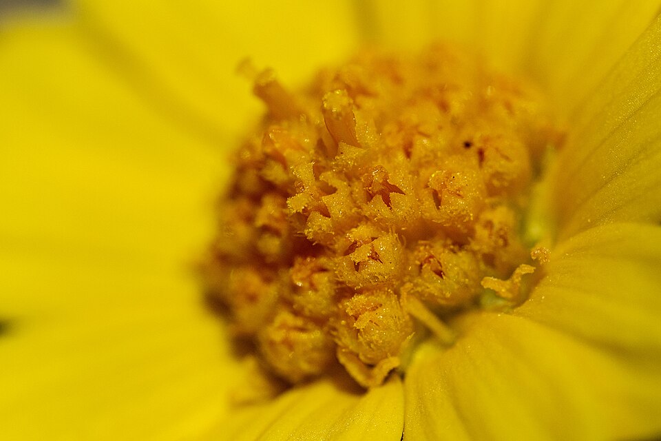 Tetraneuris (Four-nerved Daisies) (alternate view 2)