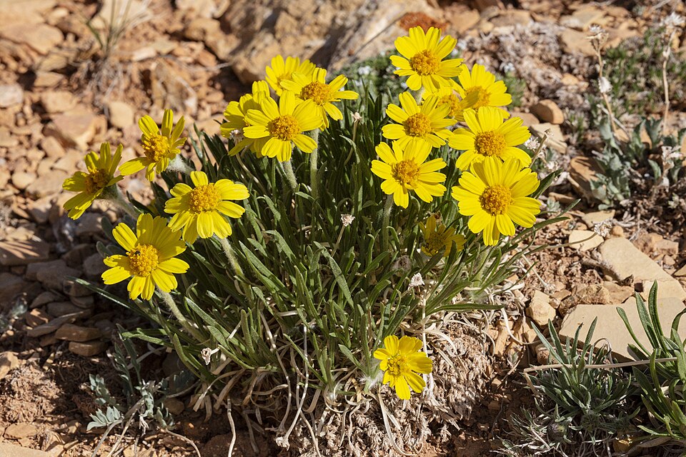 Tetraneuris (Four-nerved Daisies) (alternate view 3)
