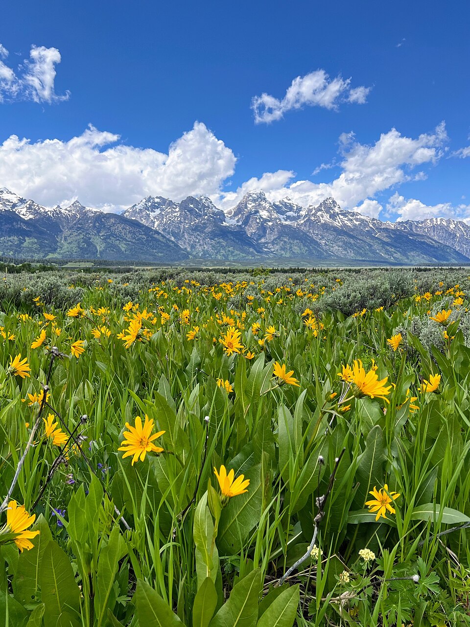 Wyethia (mule's ears) (alternate view 4)