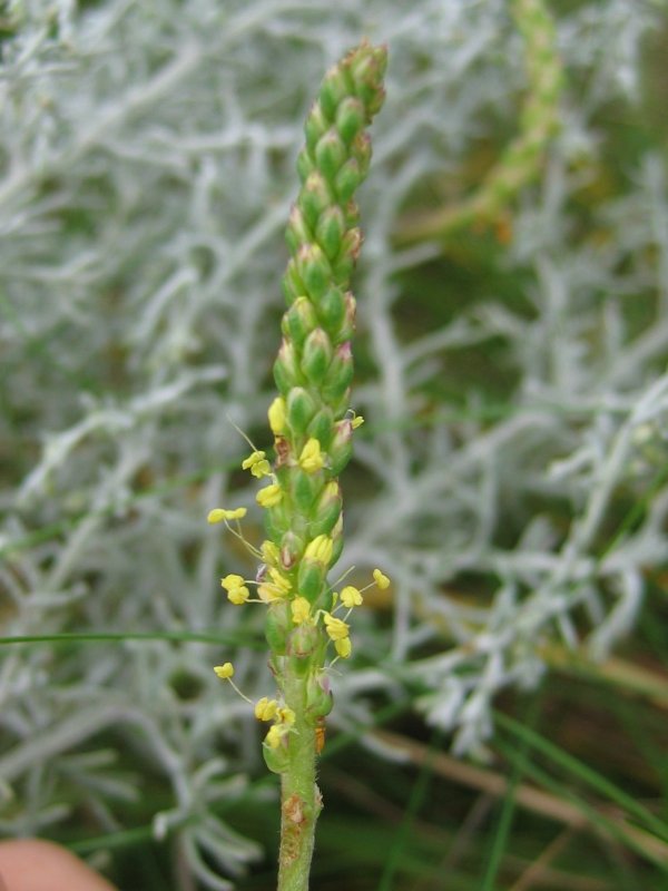 Plantago maritima (Sea Plantain)