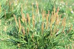 Plantago maritima (Sea Plantain)