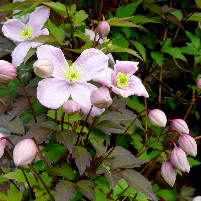 Clematis montana, Himalayan clematis — climbing deciduous (Ranunculaceae) (image 7 of 10)