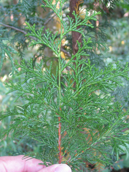 Chamaecyparis obtusa (Hinoki Cypress) (alternate view 4)