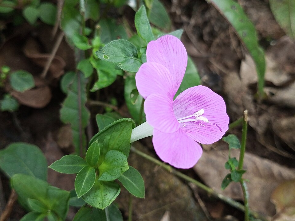 Barleria (Bushviolets) (alternate view 2)