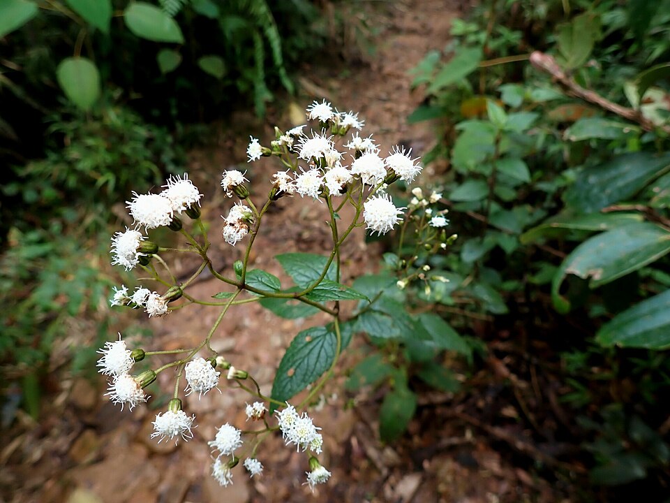 Ageratina (snakeroots) (alternate view 4)