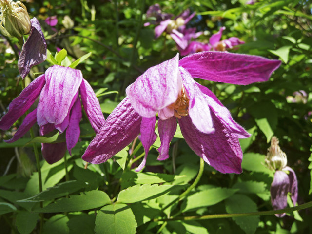 Clematis 'Constance' (Constance Clematis)