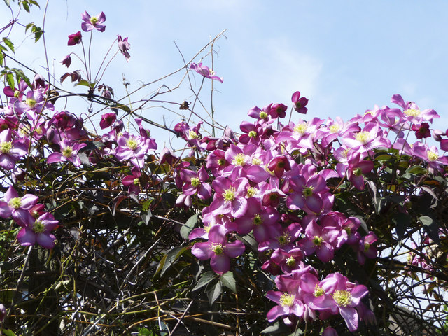 Clematis montana, Himalayan clematis — climbing deciduous (Ranunculaceae) (image 8 of 10)