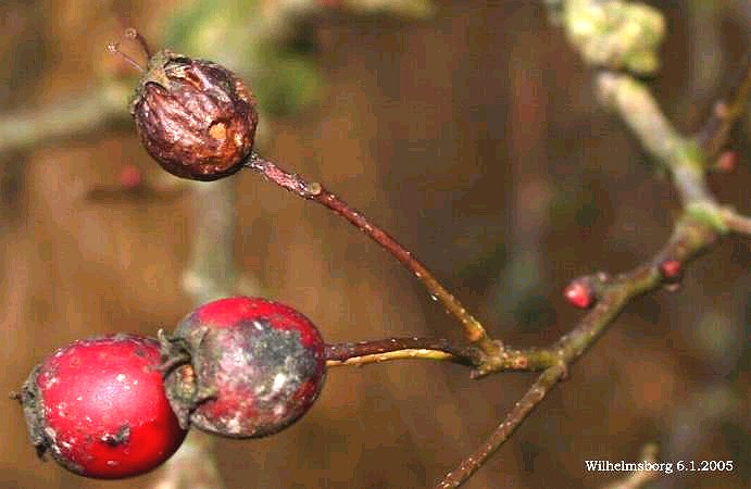 Crataegus laevigata (English Hawthorn) (alternate view 7)