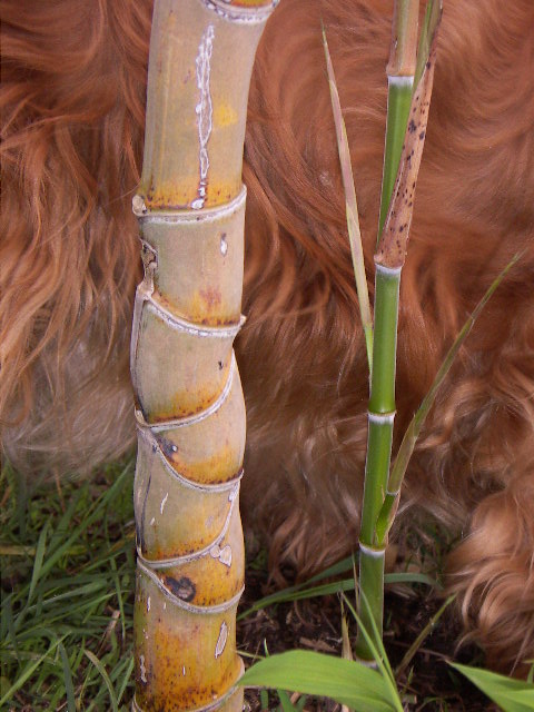 Phyllostachys edulis, Moso bamboo — spreading evergreen (Poaceae) (image 2 of 10)