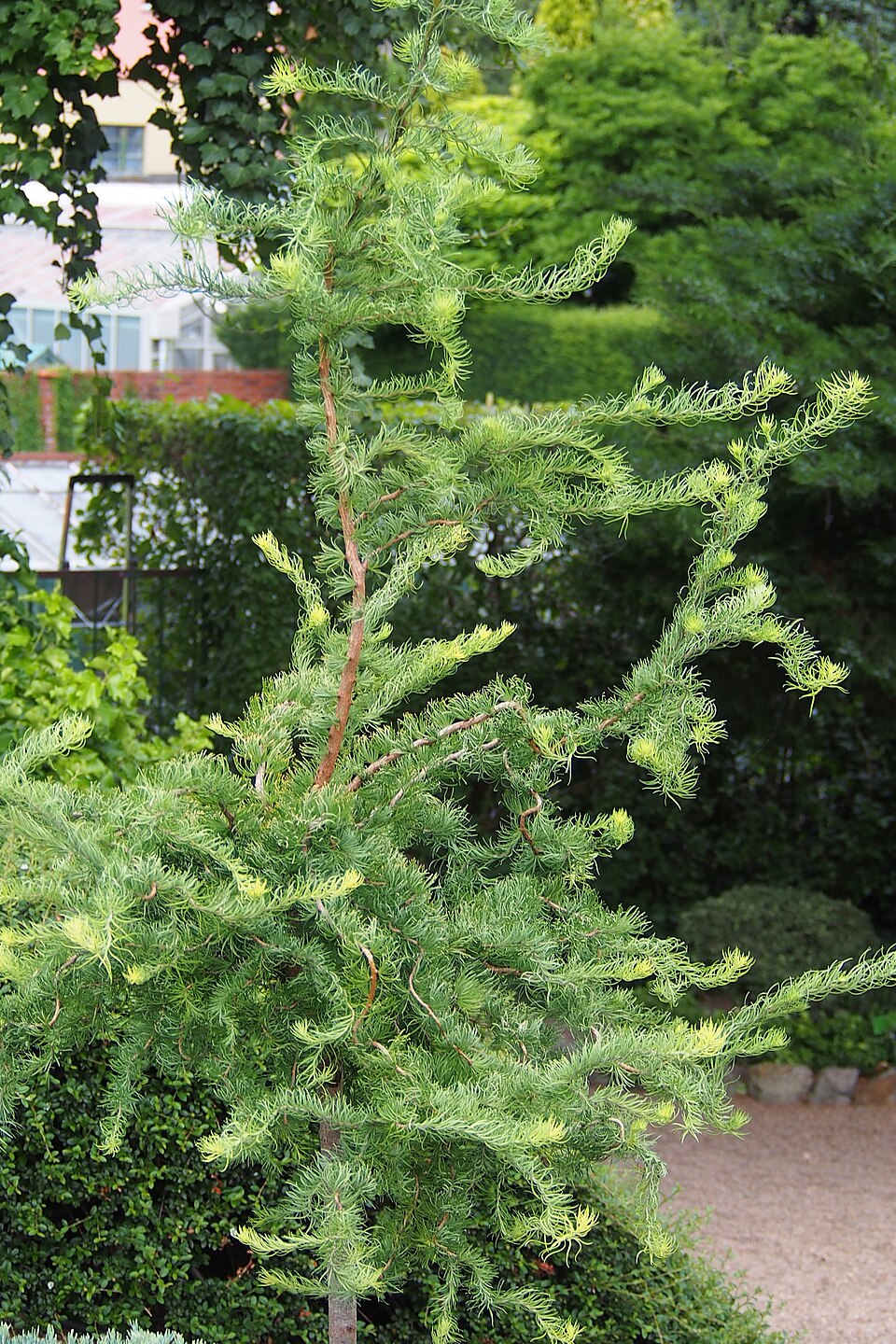 Larix kaempferi 'Diana' (Diana Larch) (alternate view 5)