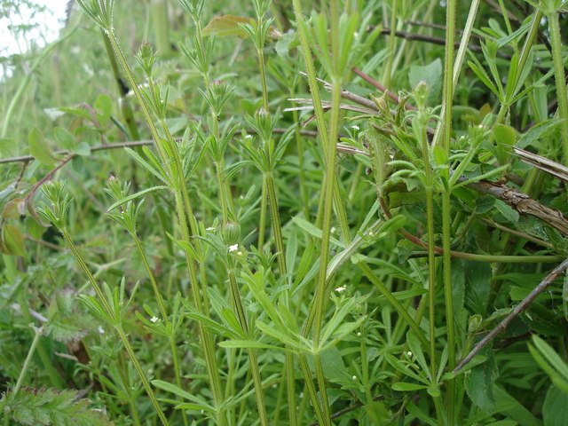 Galium aparine (cleavers (native)) (alternate view 6)
