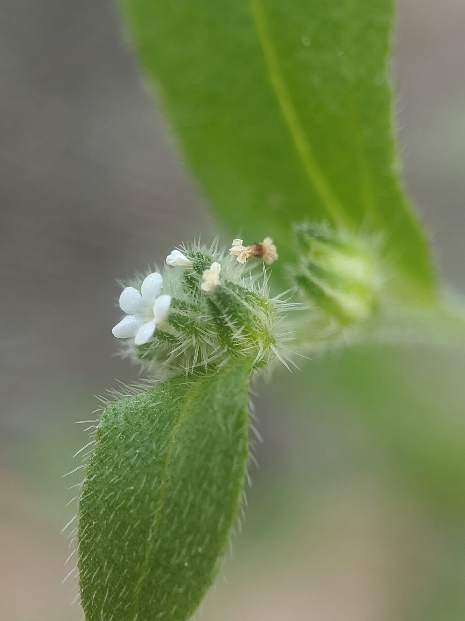 Cryptantha (Annual Cryptanthas) (alternate view 2)