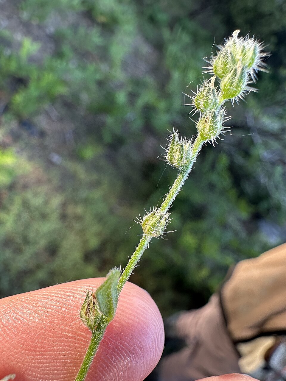 Cryptantha (Annual Cryptanthas) (alternate view 4)