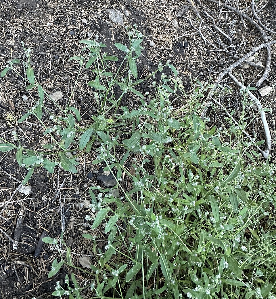 Cryptantha (Annual Cryptanthas) (alternate view 5)