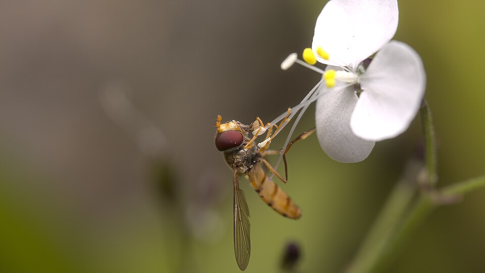 Aneilema acuminatum (Pointed Aneilema) (alternate view 9)