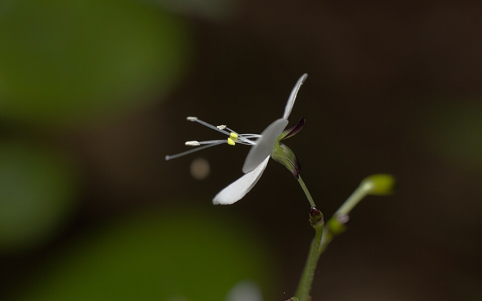 Aneilema acuminatum (Pointed Aneilema) (alternate view 10)
