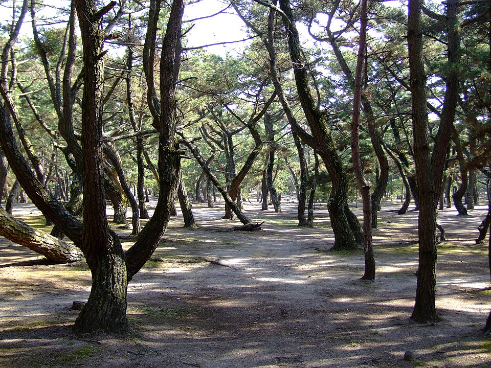 Pinus thunbergii (Japanese Black Pine) (alternate view 11)