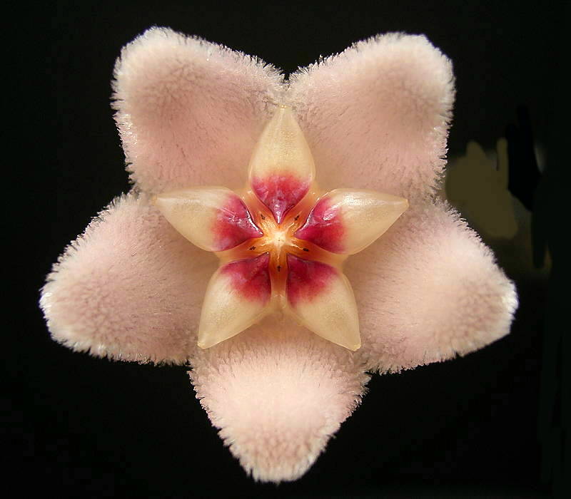 Hoya carnosa, Wax plant — climbing evergreen (Apocynaceae) (image 1 of 9)