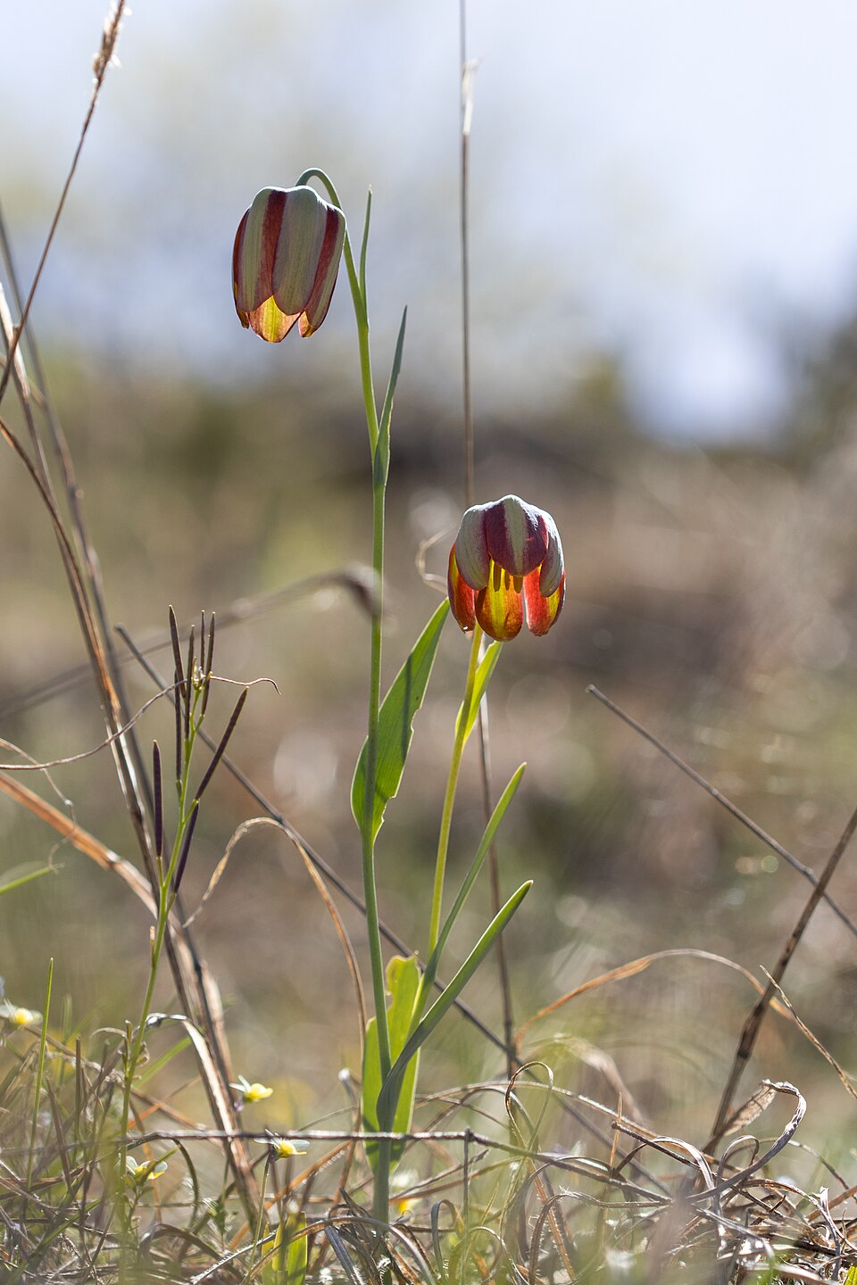 Fritillaria (Fritillaries)