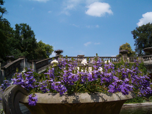 Scaevola aemula (Fairy Fan-flower) (alternate view 6)