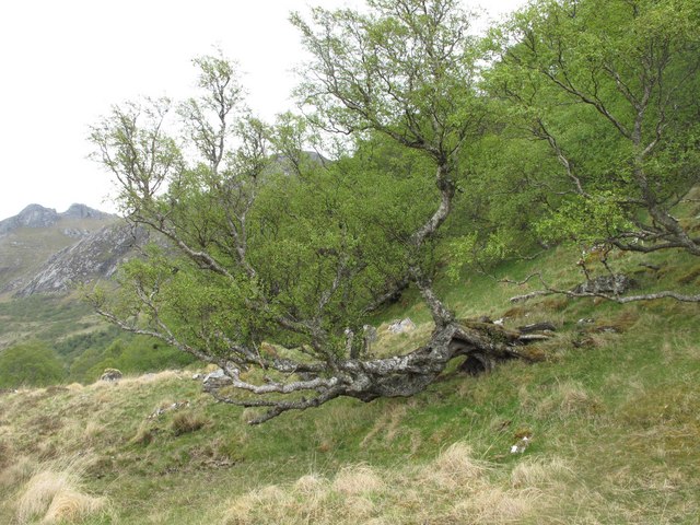 Betula pendula (European white birch) (alternate view 3)