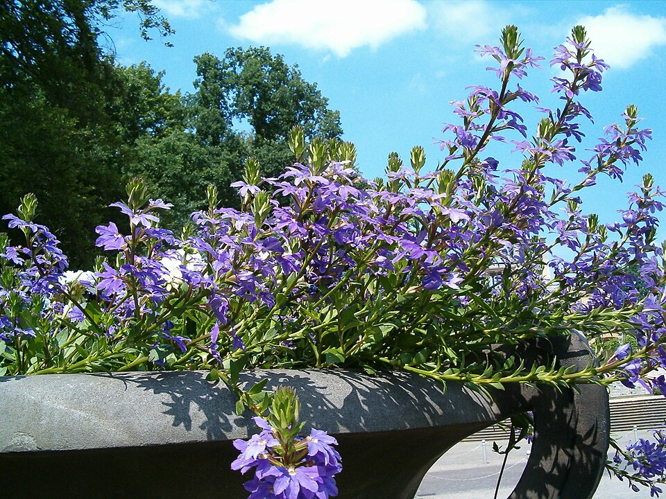 Scaevola aemula (Fairy Fan-flower) (alternate view 7)